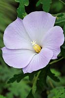 Alyogyne huegelii 'Santa Cruz' - Lilac hibiscus 'Santa Cruz'