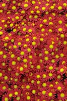 Chrysanthemum 'Red Breast' 