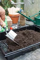 Seed sowing in the greenhouse. 