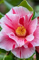 Camellia 'Tricolor'