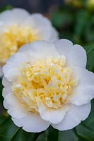 Camellia 'Jury's Yellow'