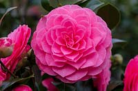 Camellia 'Elizabeth Weaver'