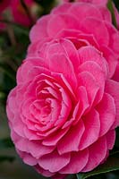 Camellia 'Elizabeth Weaver'