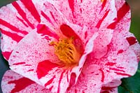 Camellia 'Betty Foy Sanders'