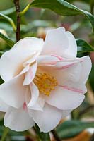 Camellia 'Lady Vasittart'