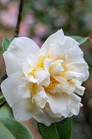 Camellia 'Silver Ruffles'