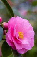 Camellia 'Spring Fling'