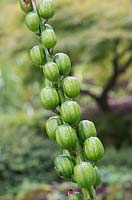 Cardiocrinum giganteum - Giant Himalayan lily seed pods