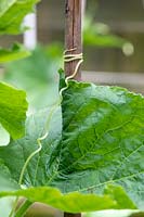 Cucumis sativus - Cucumber tendril wrapping around a bamboo cane