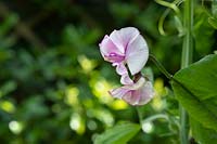 Lathyrus odoratus 'Balcony purple' - Sweet pea