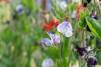Lathyrus odoratus 'Blue Ripple' - Sweet Pea - flower stem