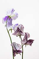 Lathyrus odoratus 'Earl Grey' and 'Blue Ripple' - Sweet Pea - flower stems on a white background