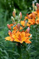 Lilium bulbiferum var. croceum - Orange Lily - buds and flowers