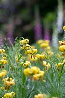 Lilium pyrenaicum - Pyrenean Lily or Yellow Turk's Cap Lily