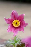 Pulsatilla vulgaris 'Rose Bells' - Pasque Flower
