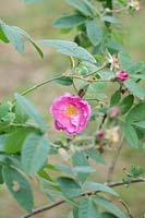 Rosa pomifera 'Duplex'  - Apple Rose