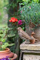 Turdus philomelos - Song Thrush - on corner of a garden wall near potted plants
