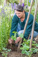 Woman planting Climbing Bean plants at the base of a wigwam