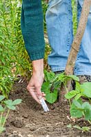 Woman placing a metal plant label next to just planted Climbing Bean