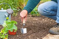 Using a trowel to dig a hole in vegetable garden