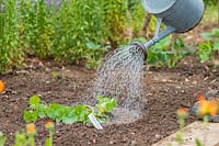 Using a metal watering can to water newly-planted Melon plant
