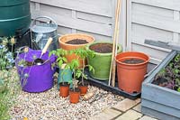 Tomato plants ready for planting out in different pots