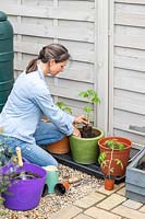 Woman planting Tomato plant out into large glazed pot