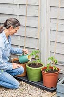 Woman using a jug to give equal measures of water to newly-planted Tomato plants in different pots: terracotta, glazed and plastic