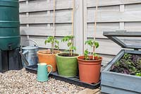 Young Tomato plants in terracotta, glazed and plastic pots