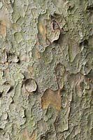 Pinus gerardiana - Chilgoza Pine - detail of the bark