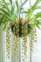Cymbidium 'Sweet Devon Sweet' - Orchid  - in a hanging basket in a conservatory