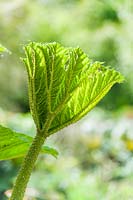 Gunnera manicata - leaf unfolding