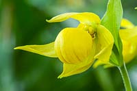Cypripedium segawae - Lady Slipper Orchid