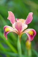 Iris Pacific Coast Hybrid