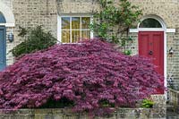 Acer palmatum 'Dissectum Atropurpureum'. A mature specimen in a small front garden of a victorian terraced house with red front door.