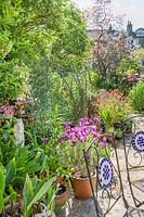 View of a long narrow town garden in Cambridge. Serpentine path, old apple tree, Cercis canadensis 'Forest Pansy', erysimum, phormiums, lilies, irises, Lavandula pedunculata subsp. pedunculata in container