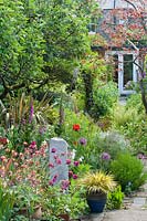 Summer beds next to Serpentine path, old apple tree, Cercis canadensis 'Forest Pansy', erysimum, phormiums, lilies, irises, fig tree.