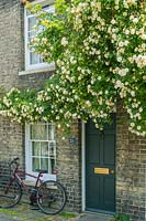 Rosa 'Goldfinch' trained over front of victorian terraced house. 
