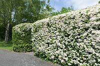 Pyracantha hedge in flower. 