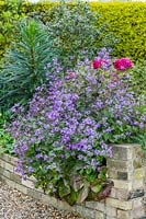Lunaria 'Corfu Blue' in raised bed with tree peony and echium.
