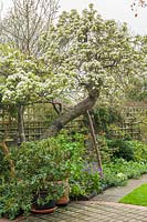 Old pear tree propped up with timber pole in a garden. 