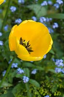 Yellow tulip and forget-me-nots