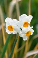 Narcissus 'Geranium' and phormium.
