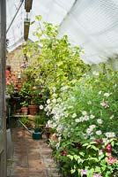 Bubble polythene roof in greenhouse with a display of flowering half hardy perennials, paved floor 