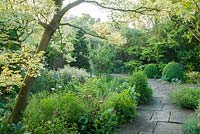 Cornus controversa 'Variegata' in paved garden