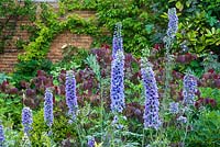 Delphinium with Cercis canadensis 'Forest Pansy', brick wall with climbers