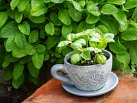 Ocimum basilicum, Sweet Basil, in cup and saucer planter.