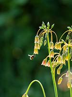 Bumble Bee species feeding on Allium - Honey Lily