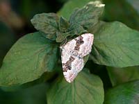 Xanthorhoe montanata, Silver ground carpet moth.