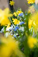 Flowering Siberian bugloss ,Brunnera macrophylla, 'Looking Glass' amongst Narcissus